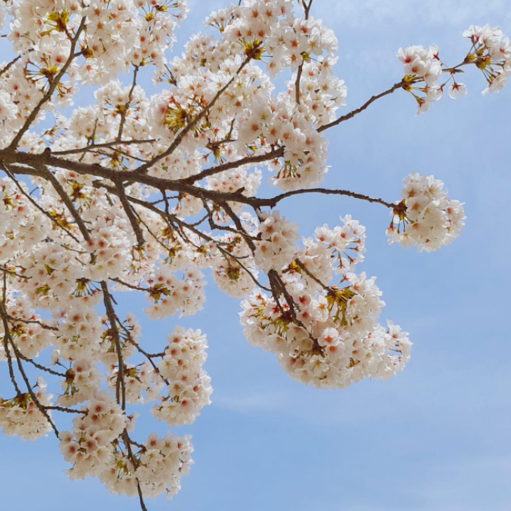 파란 하늘을 배경으로 소담스럽게 하얀 꽃을 피운 벚꽃나무 - 자이브랜드매거진-비욘드아파트먼트-동천자이-봄산책