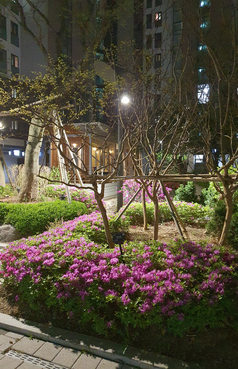 꽃이 활짝 핀 아파트 단지의 저녁 풍경 - 자이브랜드매거진-비욘드아파트먼트-방배아트자이-봄산책2
